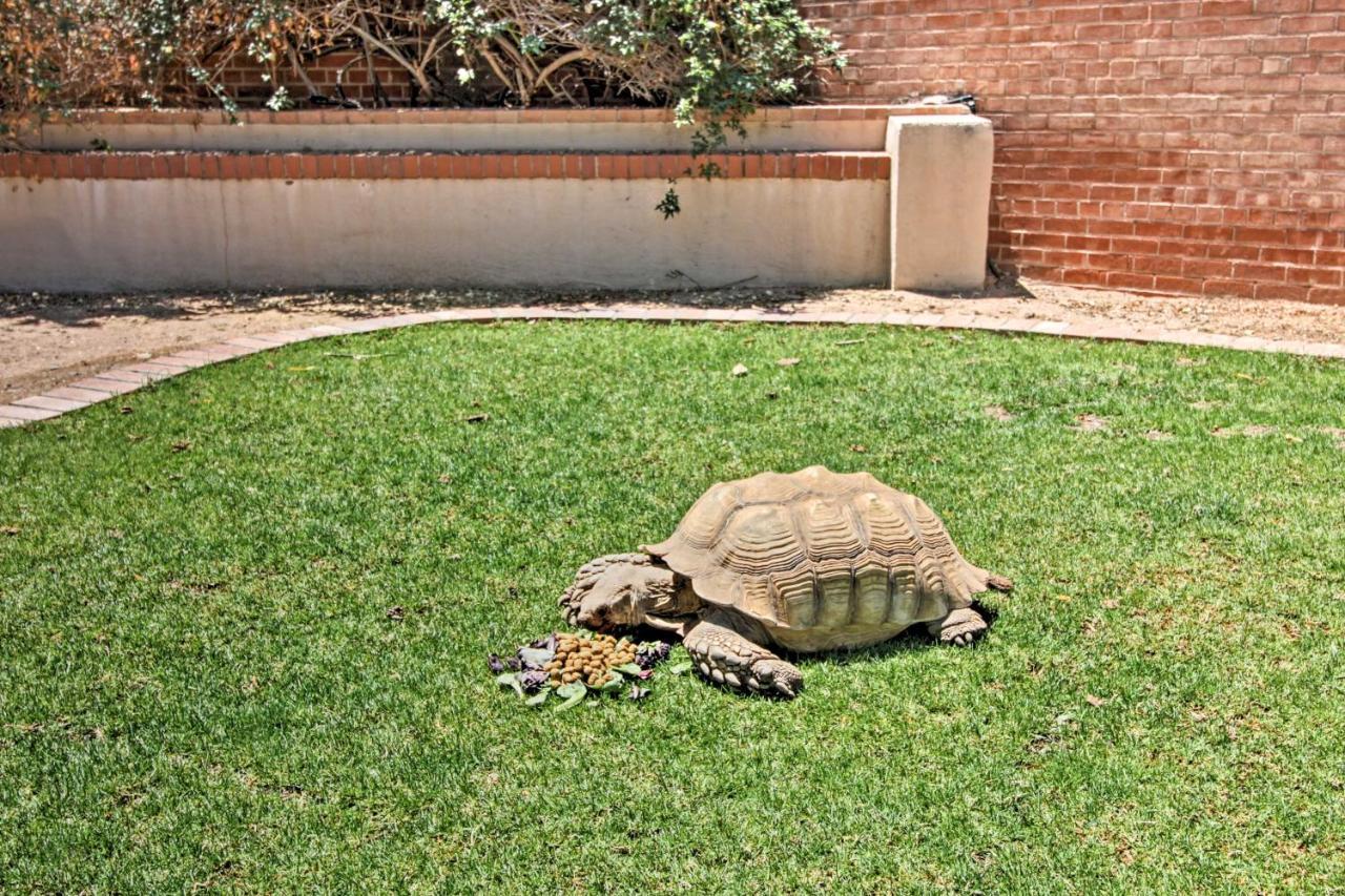 Pet-Friendly Tucson Casita Shared Hot Tub And Porch Villa Eksteriør bilde